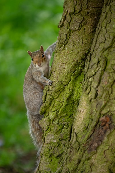 白天树干上的灰松鼠